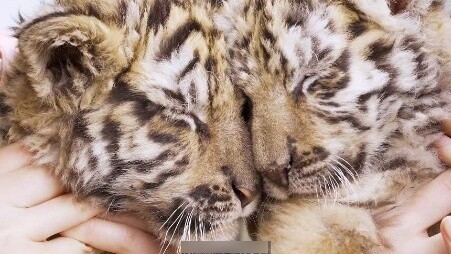 Tidak ada harimau perah kecil yang bisa lolos dari pengangkatan tinggi