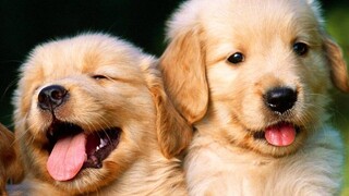 Tiếng chó con kêu, chó con dễ thương, tiếng chó con đáng yêu - cute dog puppy barking