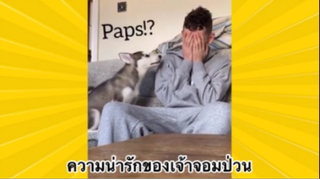 สัตว์เลี้ยงเพื่อนขนปุย : ความน่ารักของเจ้าจอมป่วน