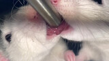 Don't Attempt to Take a Slow Motion Video of Fancy Rats Drinking...