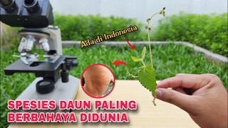 EKSPERIMEN: DAUN GATAL PAPUA [JELATANG]