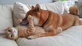Dogs tries to make friends with cats since the moment they met - Dog and Cat Pure Love