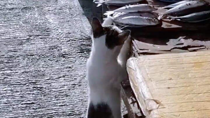 Con mèo hoang ngày nào cũng đến ăn trộm cá nhưng nó rất nhạy cảm.