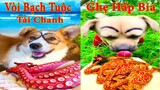 Thú Cưng TV | Bông ham ăn Bí Ngô Cute #58 | Chó thông minh vui nhộn | Pets cute smart dog