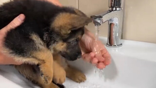 เพ็ทน่ารัก | เมื่อ German Shepherd ยังเป็นเด็ก