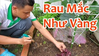 Rau Tía Tô Nhật Mắc Như Vàng | Út Đạt | Cuộc Sống Nhật #186