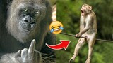 शैतान बंदर के अखरोट टूट गये! FUNNIEST ANIMAL MOMENTS CAUGHT ON CAM 13