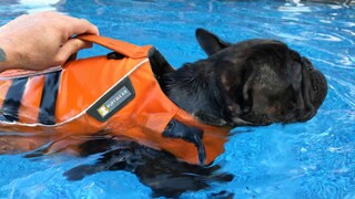 French Bulldog swimming session at the greatbull villa