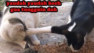 PANDA INI SALAH ORANG