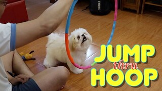 Cute Shih tzu Puppy Learns to Jump Through A Hoop ( Cute Dog Video)