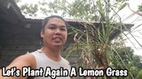 Buhay Probinsya ~ Nag Tatanim Ulit Ako Ng Tanglad or English Word It's Lemon Grass 서현진