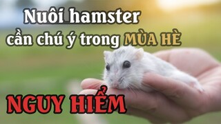 Cách nuôi và chăm sóc chuột hamster vào mùa hè | Dayspet