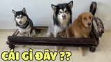 Lắp Camera Xem Husky Ở Nhà Làm Gì Và Cái Kết Không Thể Buồn Hơn 😂 | Yêu Lu