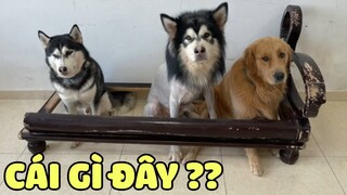 Lắp Camera Xem Husky Ở Nhà Làm Gì Và Cái Kết Không Thể Buồn Hơn 😂 | Yêu Lu