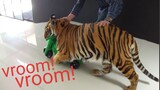 Teaching tiger to ride !