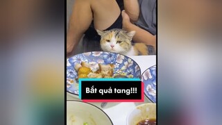 Bắt quả tang ăn vụng nó lại còn gân cổ lên cãi 🤣 mèo mèoyanghồ trending vuinhonhaihuoc xuhuong MacKeDoi meow ThuThachTronThoat TikTokDieuKy SuThatLa GenZLife AnCungTikTok  SanSangThayDoi Ốc