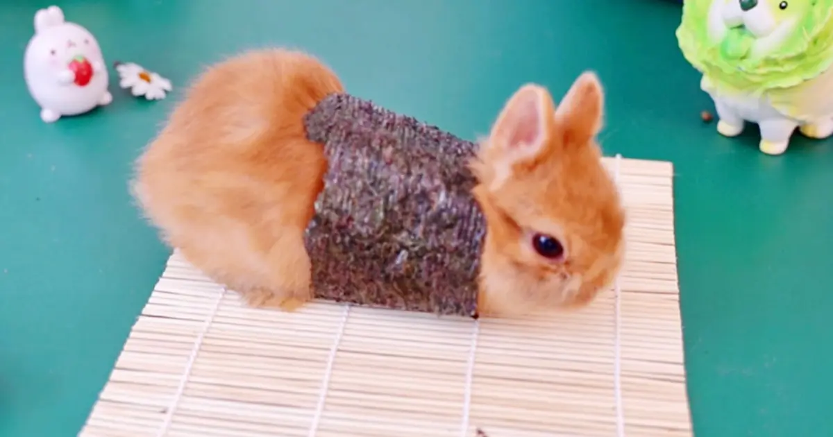 Можно ли кроликов сушить феном