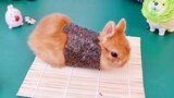 [Animals]Rabbit "sushi", cuteness overload