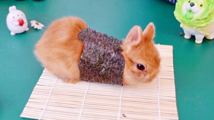 [Động vật]Thỏ "sushi", quá sức dễ thương