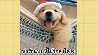 เพื่อนตัวน้อย สัตว์เลี้ยงแสนซน : น่ารักแบบนี้ไม่รักลงได้ไง