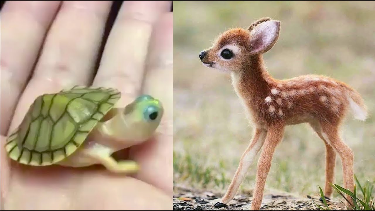 Admire These cutest newborn animals in Stunning Photos and Videos