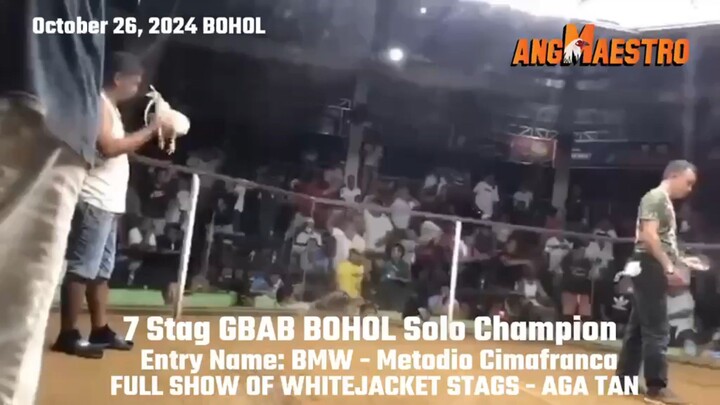 7 STAG FULL SHOW WHITEJACKET CHAMPION GRAB -BOHOL ( Oct. 26, 2024)