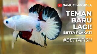 TARIAN BETTA FANCY | Wow imut sahabatku yang ini