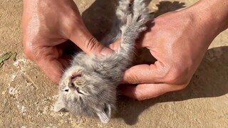 “Dikatakan bahwa 60% kucing liar tidak dapat bertahan hidup di musim dingin.”