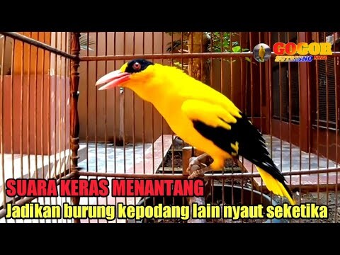 KICAU SUARA kepodang emas gacor SUARA KERAS MENANTANG ampuh JADIKAN BURUNG kepodang NYAUT SEKETIKA