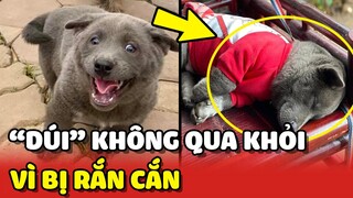 Nguyễn Văn Dúi KHÔNG QUA KHỎI sau khi bị RẮN CẮN 😔 | Yêu Lu