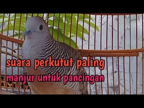 Sudah terbukti manjur" suara kecil cocok untuk pancingan.