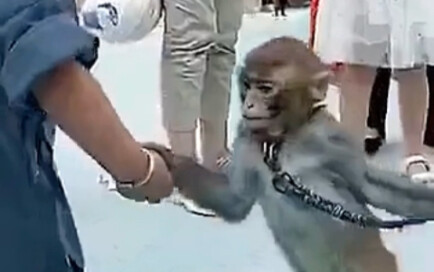 Con khỉ nhỏ tưởng rằng bọn trẻ đang đeo cùm ở tay.