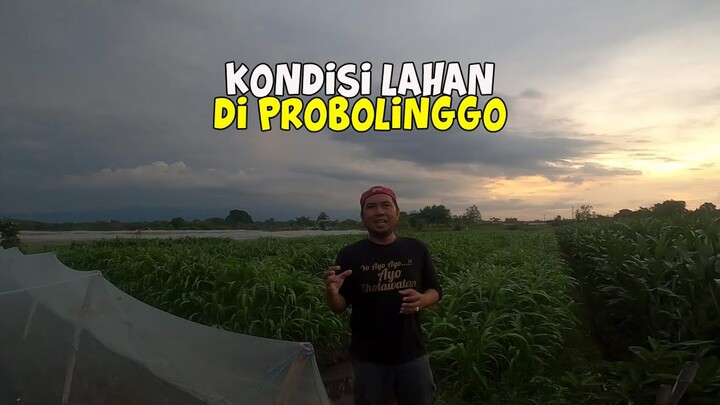 Update Perkembangan Budidaya Bawang Merah Di Probolinggo