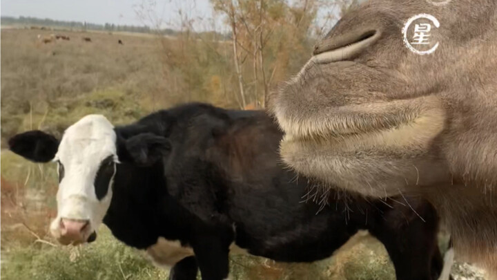 The old guy has a lot of experience. Only he can get along well with the pirate cow and be tolerant.