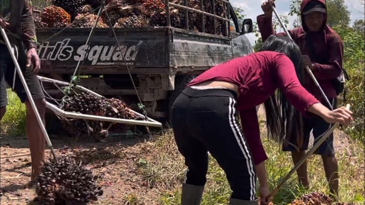 Langsir sawit langsung timbang || kebun sawit petani desa
