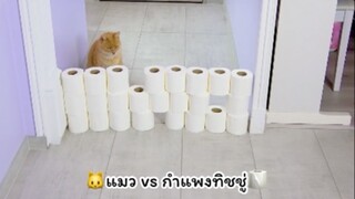 น้องแมวจะเอาชนะกำแพงทิชชู่ได้ไหม