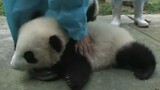 You Finally Learn to Caress a Panda And Try It on a Cat And Elephant