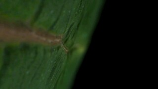 green planet ep04