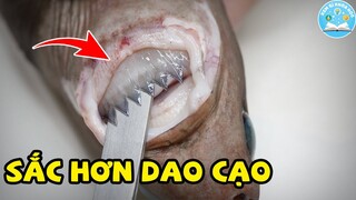 7 Bộ Hàm SẮC LẸM Sẵn Sàng NH.AI N.ÁT ĐẦU Bất Cứ Loài Nào Trong Thế Giới Động Vật | Xem Gì Khoa Học