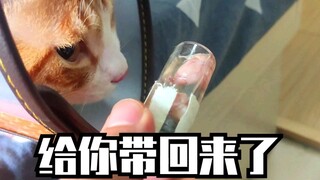 橘猫绝育完的零件，朋友竟然建议我烧烤？而我给他做了一对假蛋蛋安慰。