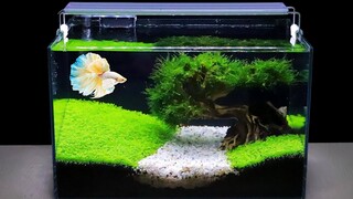 5 Jenis aquascape yang mudah dirawat