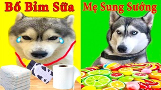 Thú Cưng TV | Ngáo Và Ngơ #29 | chó thông minh vui nhộn | Pets funny cute smart dog