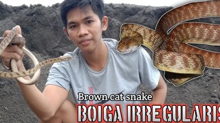 ULAR POHON COKLAT ( Boiga irregularis ) Sulawesi locality