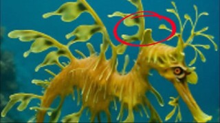 “Leafy Sea Dragon Conservation (Shorts): Why Australia’s ‘Ocean Ghost’ is Vanishing”