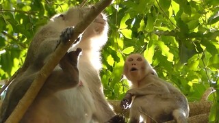 Update 24, Sep 2019! Janet Monkey Scared Lost Mum Jane Again, Mom Hug Baby Care Injury Hands