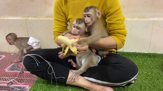 Mom Feed Banana For Lion Sono & Liheang