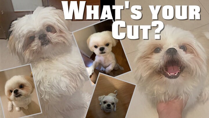 Shih Tzu Dog Chooses His Haircut | Cute & Funny Dog Video