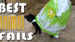 รวมคลิปตลกๆ ของสัตว์เลี้ยง (Best Animal Fails) ll คันไข่