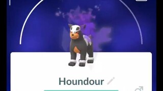 Pokémon GO-Purifying Shadow Houndour