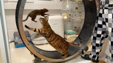 Convert cat's treadmill into an electric generator.